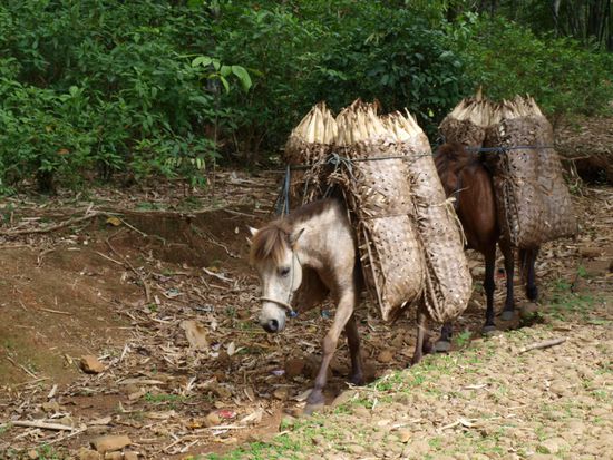 Maistransport per Pferd.