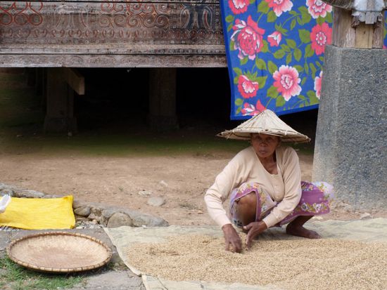 Hier wird der Reis zum Trocknen ausgebreitet.