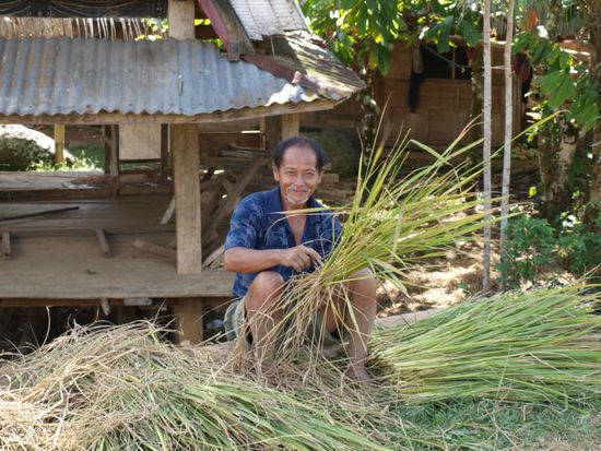 Alles dreht sich um Reis!