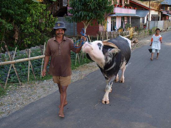 Dieser Wassebueffel war laut Angaben seines Besitzers 5.000 EUR wert.