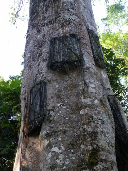 Begraebnisbaum fuer Saueglinge