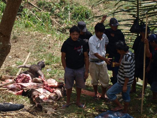 Ein professionell zerlegter Bueffel