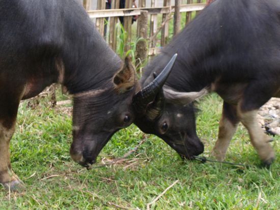 Erste Bullen beim Kampf.