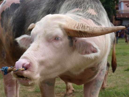 Ein 7.000 EUR Bueffel.