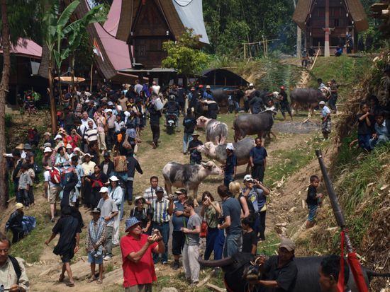 Vorbereitungen fuer die Parade der Wasserbueffel