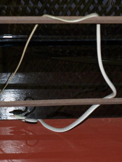 Diese suesse kleine und leider auch sehr giftige Schlange hatte sich in unser Zimmer verirrt.