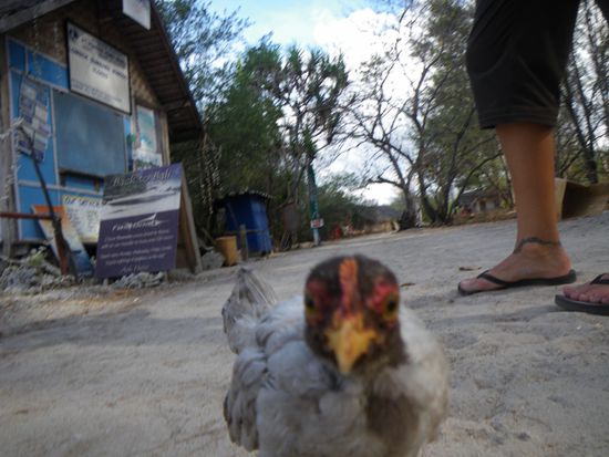 Ein verruecktes Huhn.