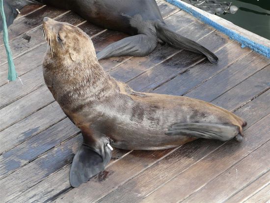 Eine Robbe mitten in der Waterfront!