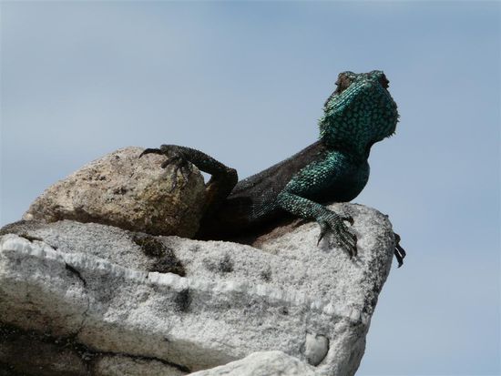 Lurchi (nur fuer Insider!)