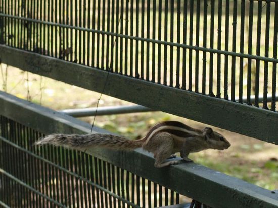 Streifenhoernchen gibt es in Delhi tausende...