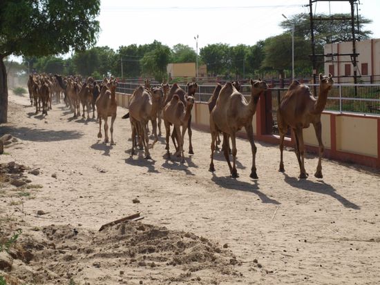 Die Rueckkehr der Kuehe!