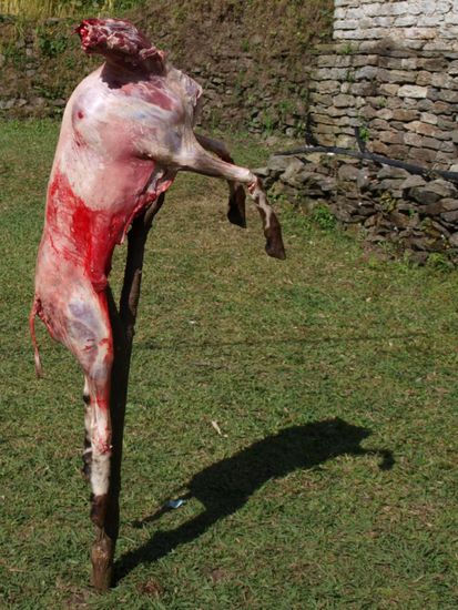 ...und so sieht ein Schaf ohne Fell aus...