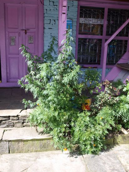 Bei uns verboten...in den Bergen Nepals ueberall und extrem billig.