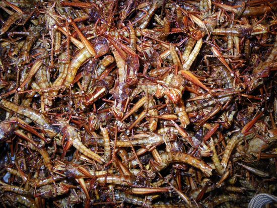 Geroestete Heuschrecke