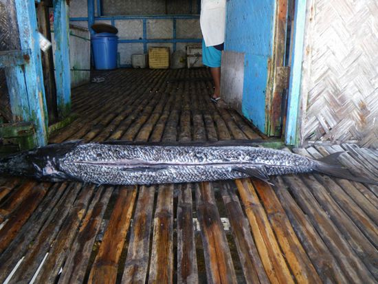 Barracuda. Ein Teil unseres Weihnachtsbuffets.