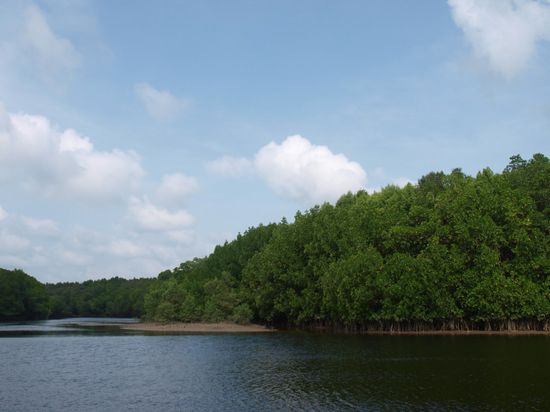 Mangroven am Cherating River