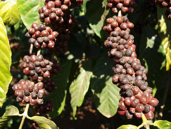 Erntereifer Robustakaffee