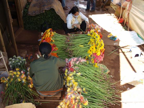Diese Blumen werden nach Holland geflogen. Unglaublich aber wohl wahr.