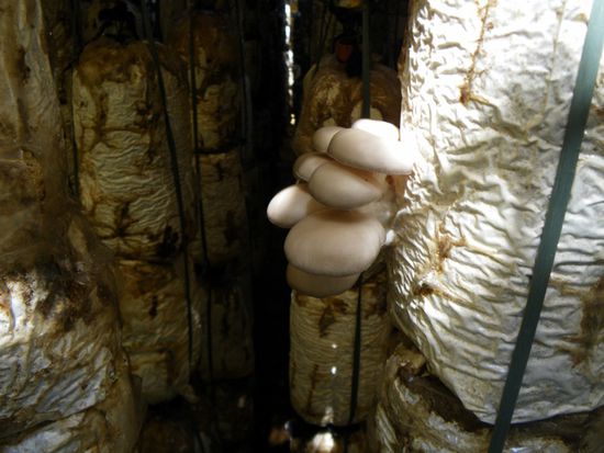 Pilze fuer chinesiche Medizin