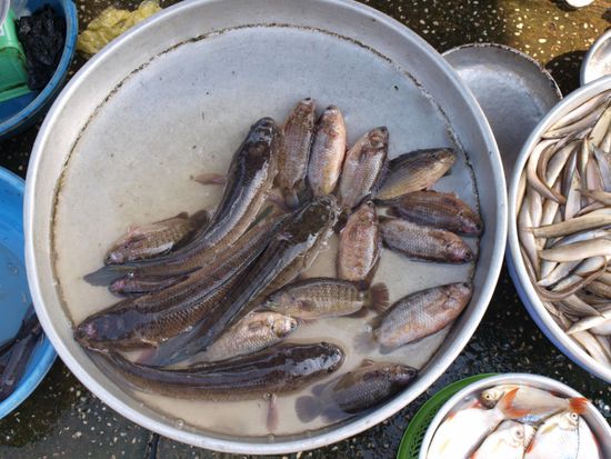 Hier lebt unser Abendessen noch.