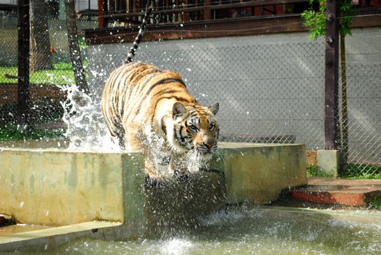 ...so agil waren die von uns besuchten Tiere zum Glueck nicht.