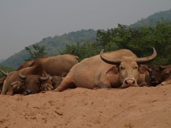 ...das langweilte auch die Wasserbueffel!