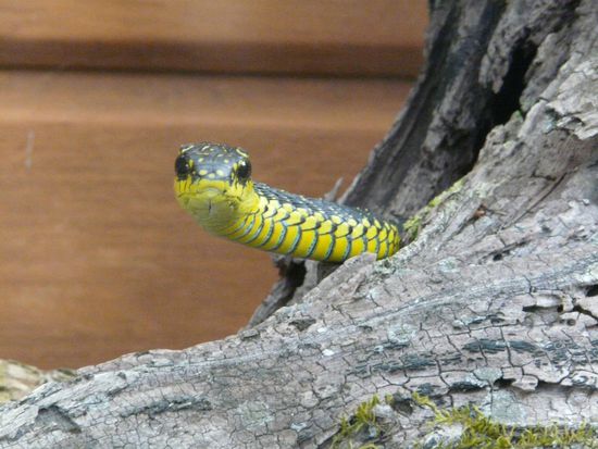 Eine Baumschlange (giftig!!!)
