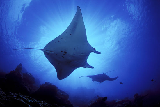Der Mantarochen ist eine Rochenart aus der Unterfamilie der Teufelsrochen. 
Mantarochen koennen eine Spannweite von sieben Metern und ein Gewicht von zwei Tonnen erreichen. Im Gegensatz zu vielen anderen Rochenarten besitzen sie keinen Giftstachel und ernaehren sich ausschließlich von Plankton. Mantarochen halten sich, im Gegensatz zu ihren Verwandten, meistens nahe der Wasseroberflaeche auf, wo sie ihre Nahrung finden. 
Mantarochen sind weltweit in allen tropischen Ozeanen in geringer Wassertiefe verbreitet. Sie bevorzugen kuestennahe Gewaesser.
(Das Foto ist nicht von uns. Unsere Unterwasserkamera ist nicht mehr dicht und haette solche Fotos nicht machen koennen.)