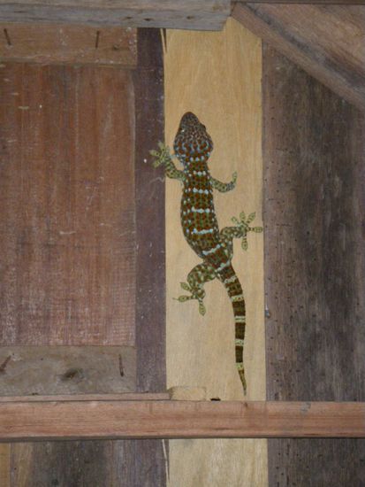 Umweltfreundliche Alternative zu Insektensprays.