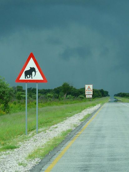 Leider haben wir nur Haufen von Elefanten gesehen...