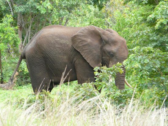 unser erster Elephant im Chobe NP