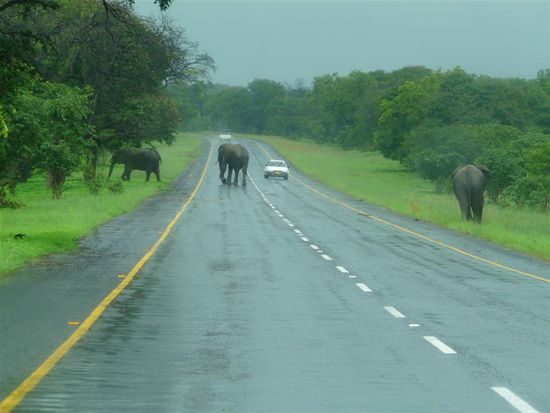 Auf dem Weg zurueck nach Namibia. Elephanten jagen die Autos!!!