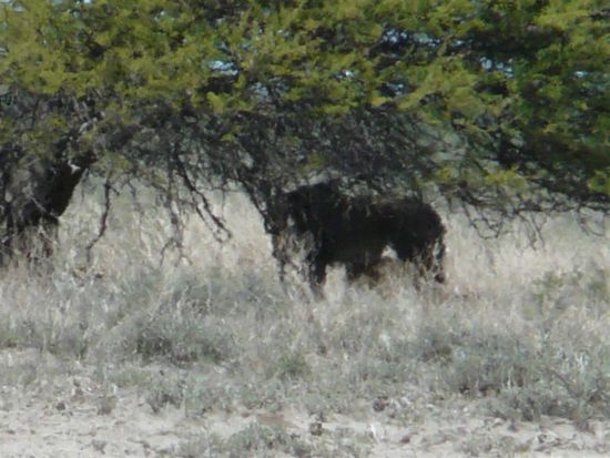 Das ist ein Loewe. Ist fuer uns sogar aufgestanden!!