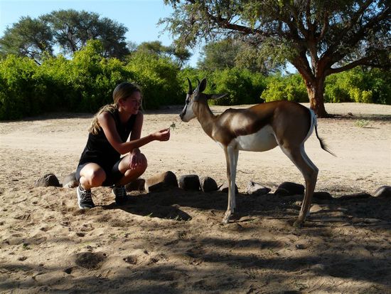 unser Haustier in der White Lady Lodge, ein Springbock