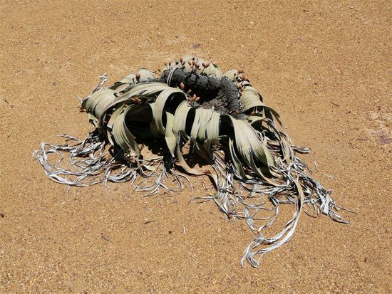 Welwitschia