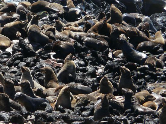 Robbenkolonie Cape Cross