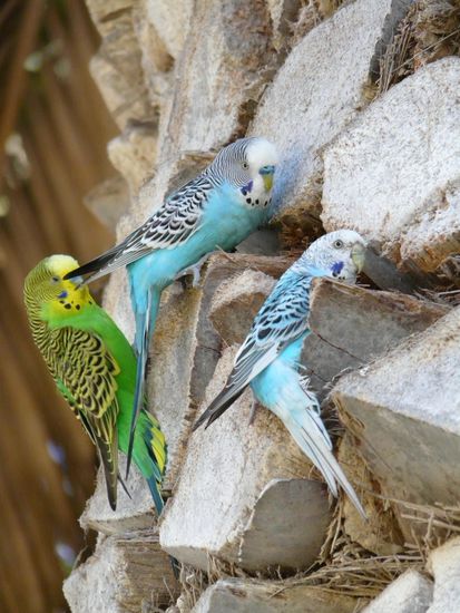 freilebende Wellensittiche in den Palmen von Swakopmund