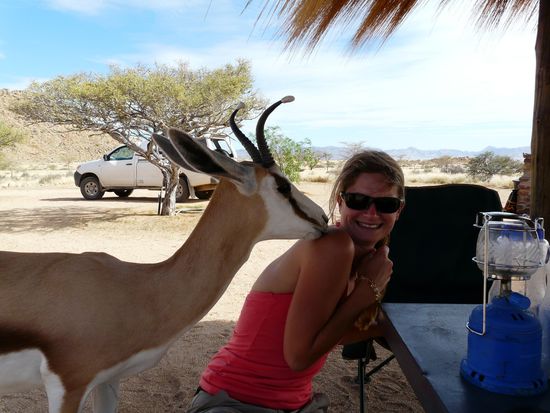 unser zahmer Springbock