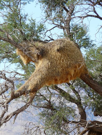 Webervogelnest
