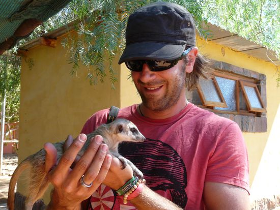 zahmes Erdmaennchen auf Koiimasis