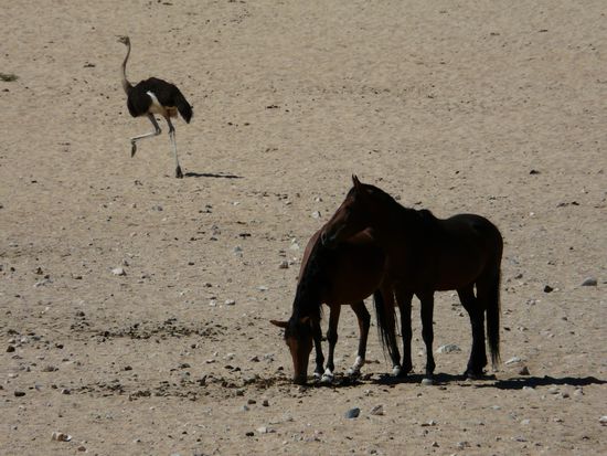 Wildpferde von Garup mit Strauss