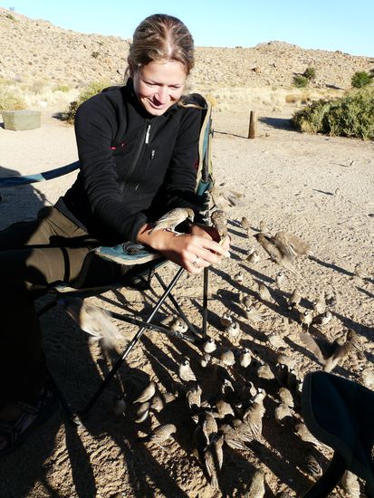 Webervoegelinvasion beim Fruehstueck