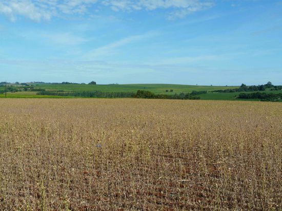 Felder auf dem Weg nach Foz do Iguacu
