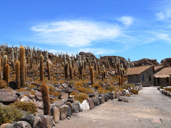 Isla Incahuasi (Isla del Pescado)