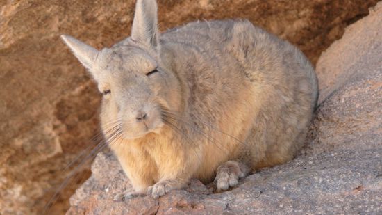Vizcacha, so ne Art andines Kaninchen
