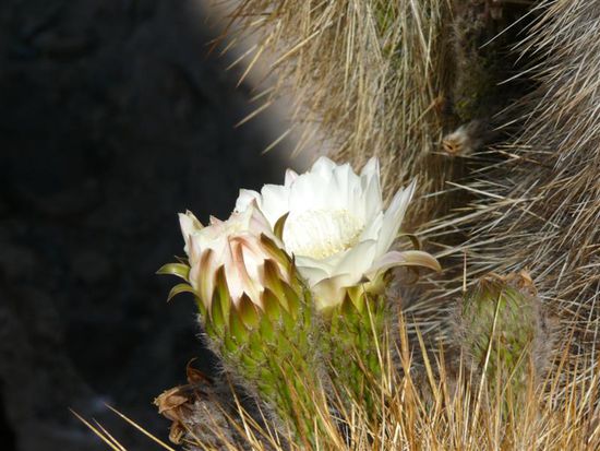 Kaktusblueten