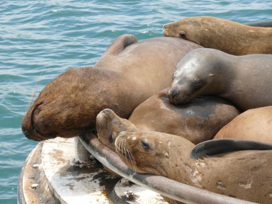 maenlicher Seeloewe mit seinem Harem