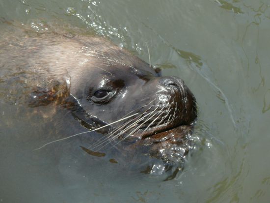 der King im Hafenbecken