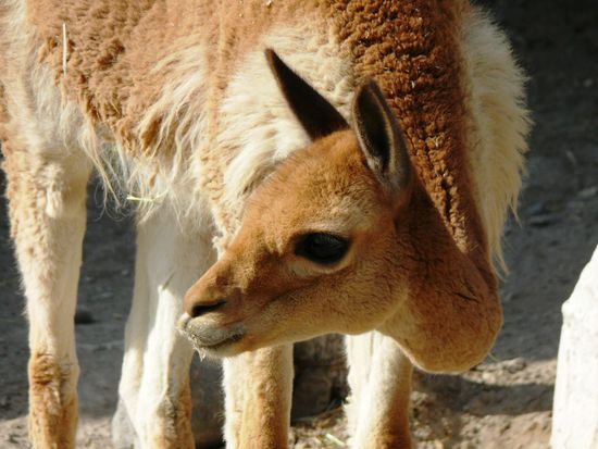 Vicuña