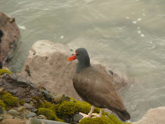 lustiges "Federvieh"